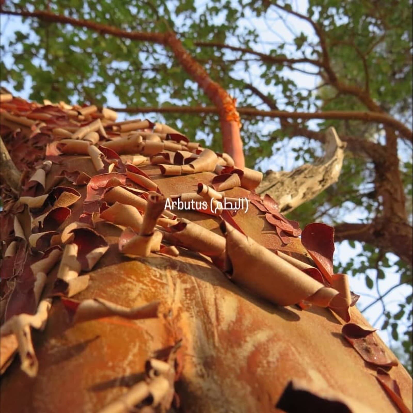 Arbutus — copper bark, the colour we build around.